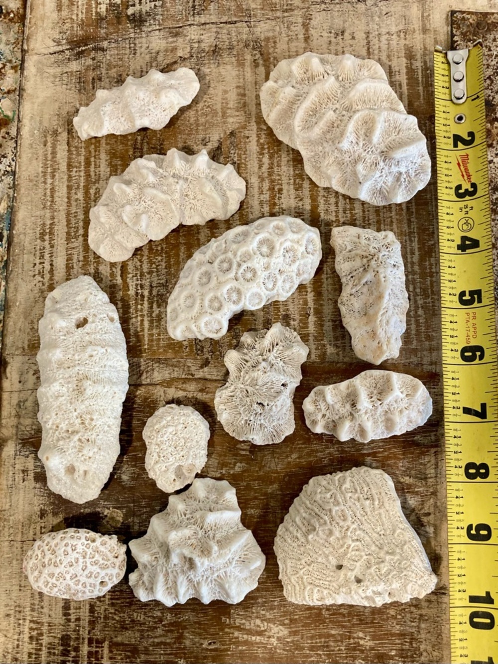 Fossilized Coral Collection 12 Pieces Instant Rock Collection - Picture 8 of 16